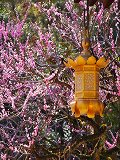 北野天満宮：梅と吊灯籠