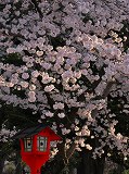 平野神社：朝日に浮かぶ桜