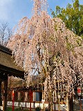 平野神社：魁桜