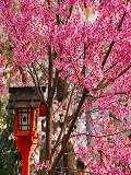 平野神社：満開の陽光