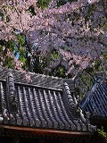 南禅僧堂の桜