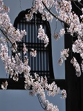 金戒光明寺：阿弥陀堂の花頭窓と桜