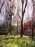平安神宮：南神苑の桜