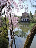 平安神宮：尚美館と桜