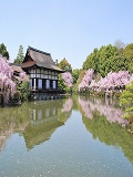 平安神宮：桜咲く東神苑