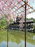 平安神宮：泰平閣と桜