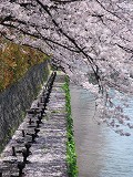岡崎疎水の桜