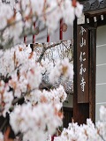 仁和寺：本坊表門の桜