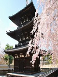 興福寺：三重塔と桜
