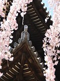 興福寺：三重塔と桜