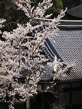 石山寺：蓮如堂と桜