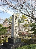 大覚寺 史跡碑と桜