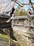 大覚寺：有栖川沿いの桜