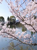 大覚寺：大沢池と桜
