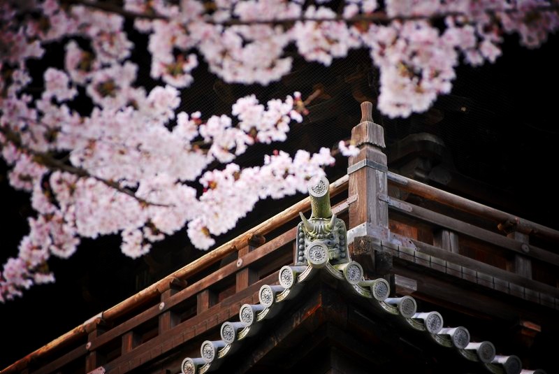 南禅寺：三門と桜