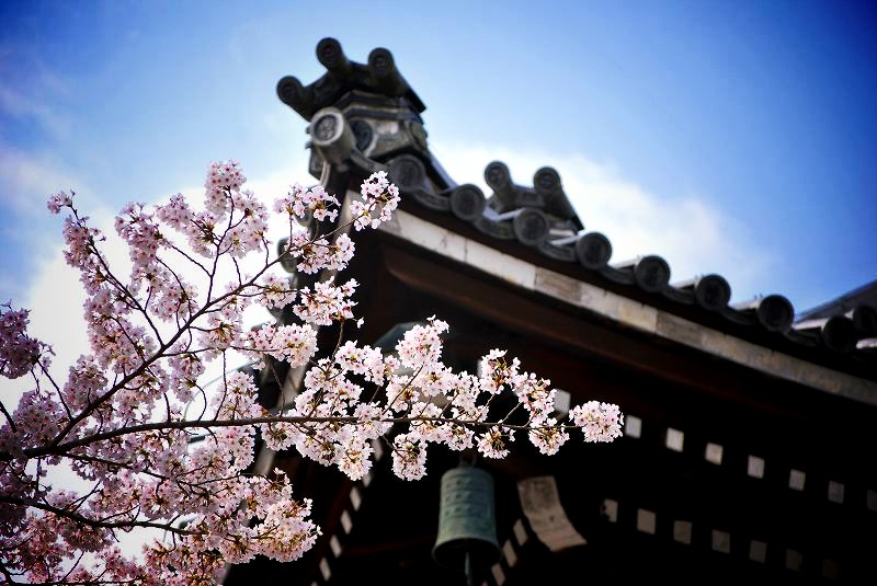 南禅寺：法堂と桜