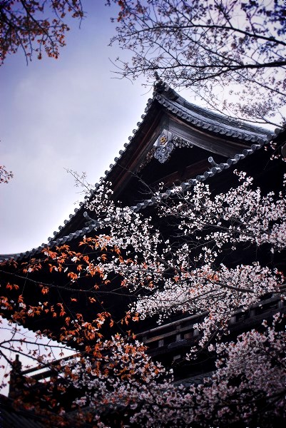 南禅寺：三門と桜
