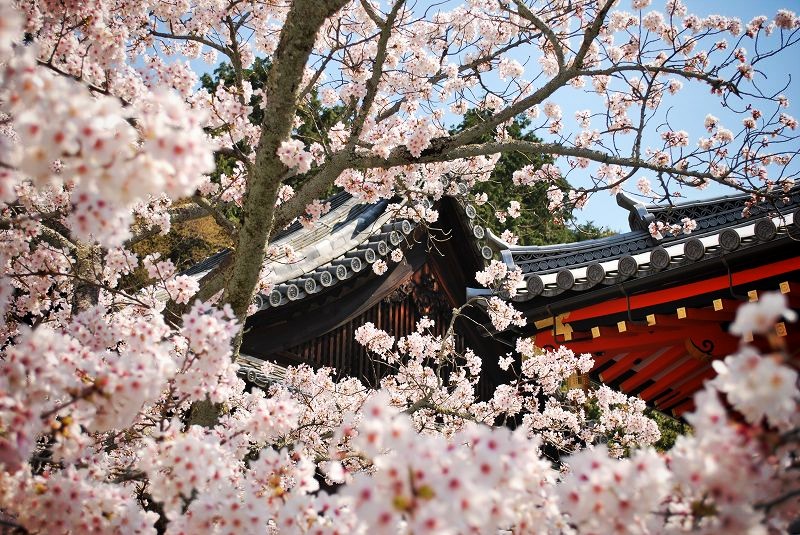 毘沙門堂：境内の桜