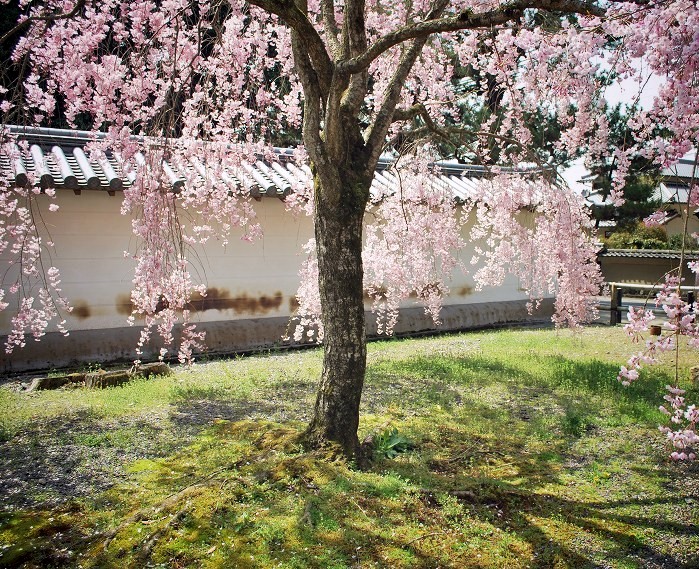 醍醐寺：境内の枝垂桜