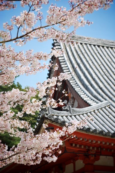 醍醐寺：本堂と桜