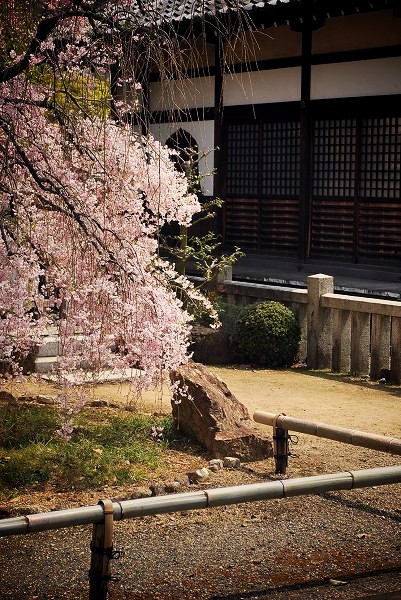上品蓮台寺：境内の桜