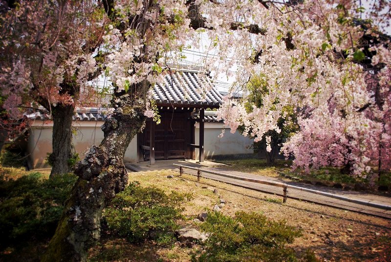 上品蓮台寺：境内の桜