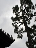 相国寺：林光院の松